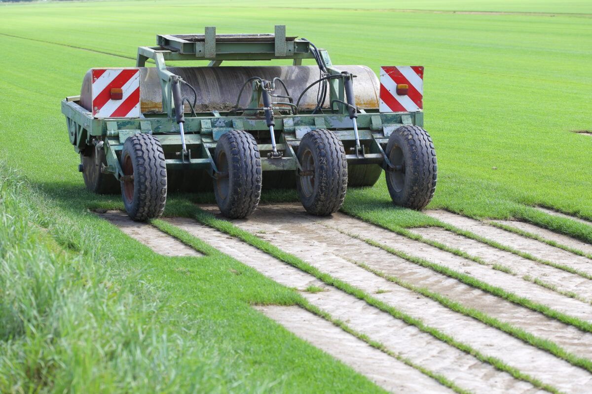 commercial sod being harvested