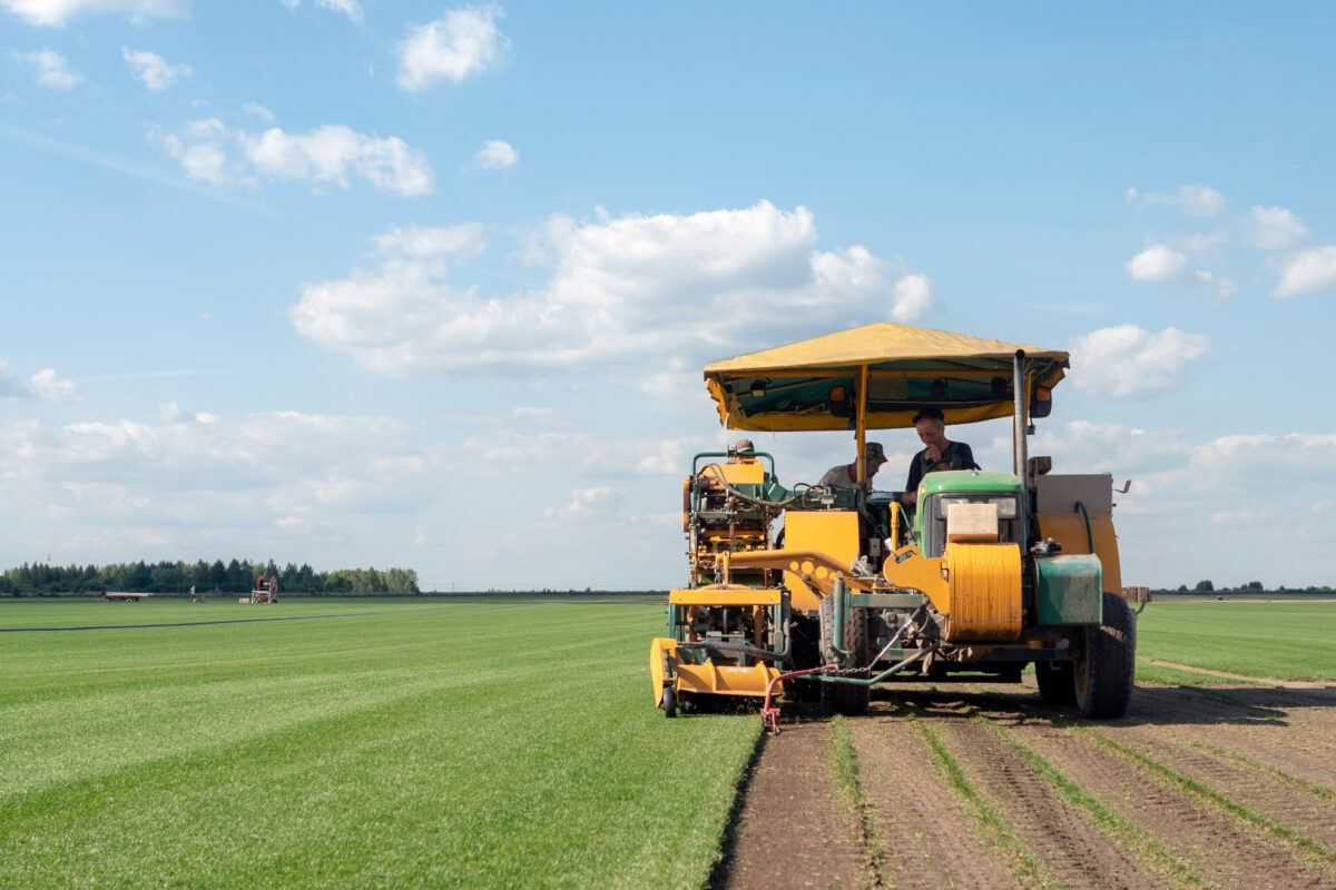 harvesting sod
