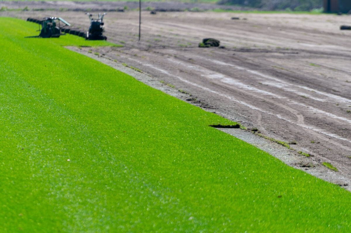 field of Zoysia sod