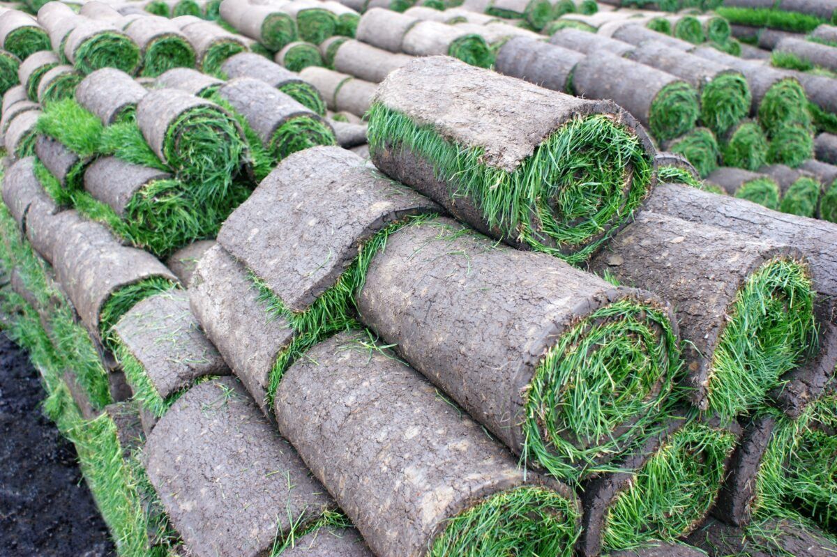 Fresh sod rolls ready for a Long Island lawn installation and watering plan