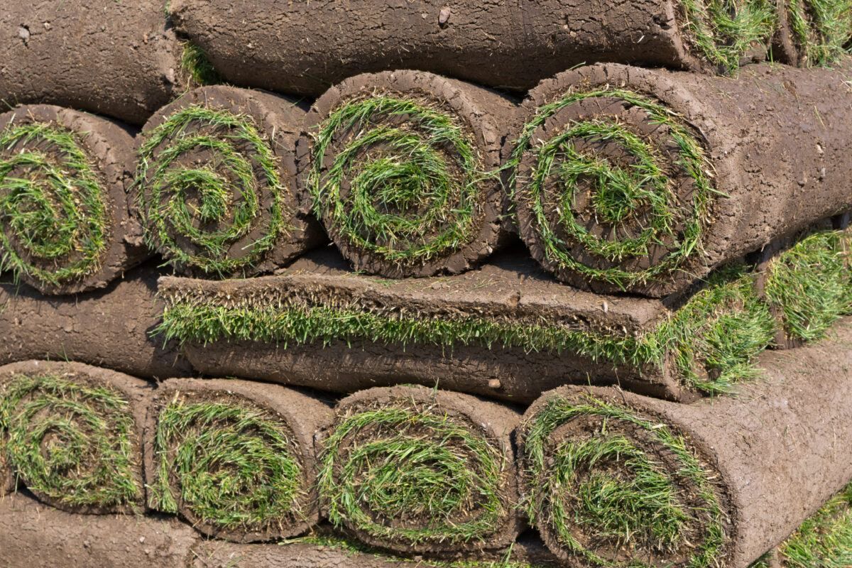 Best time to lay sod: Nassau vs Suffolk counties