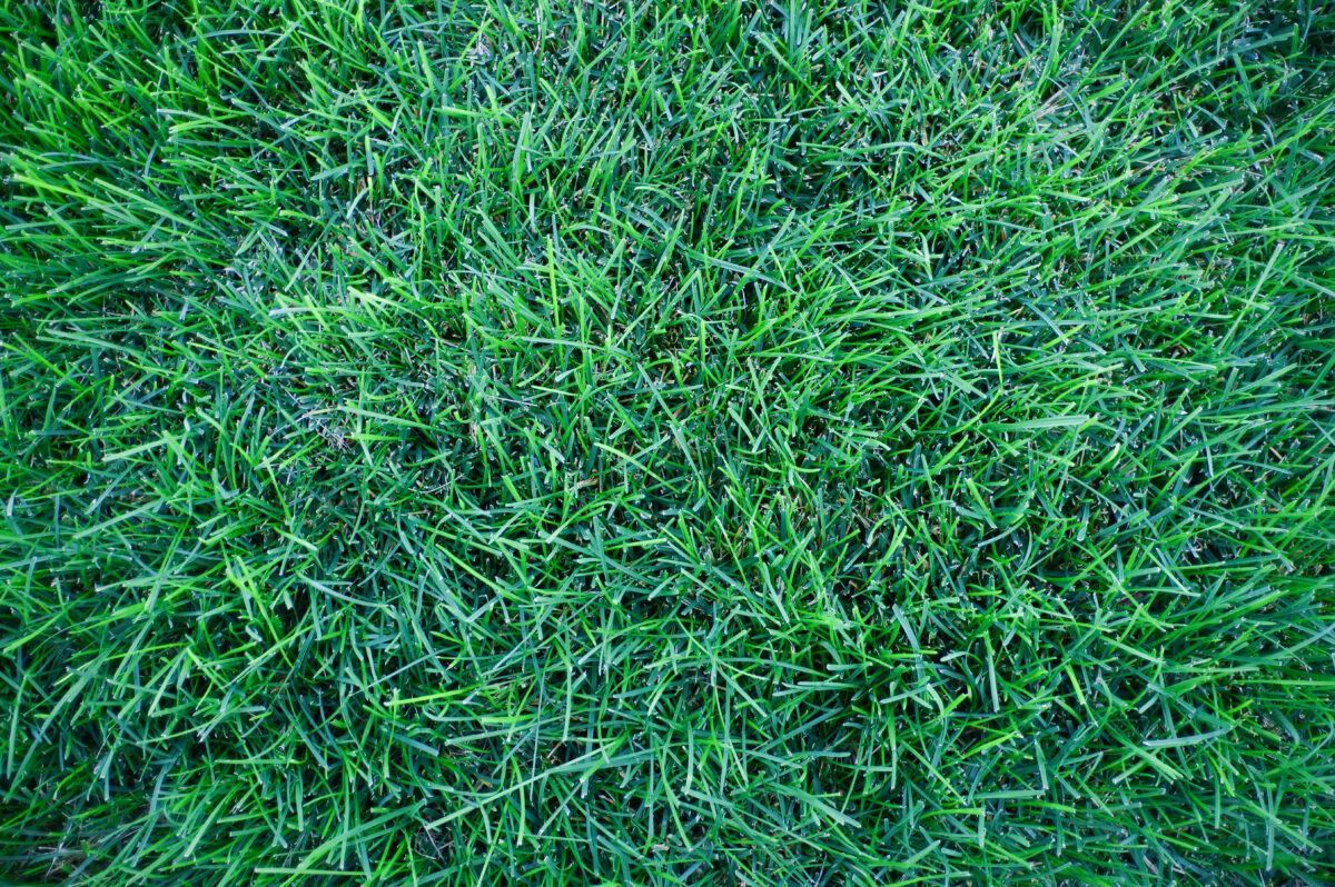 Zoysia vs. Fescue: Which Turf Is Right for Your Long Island Shade Garden?