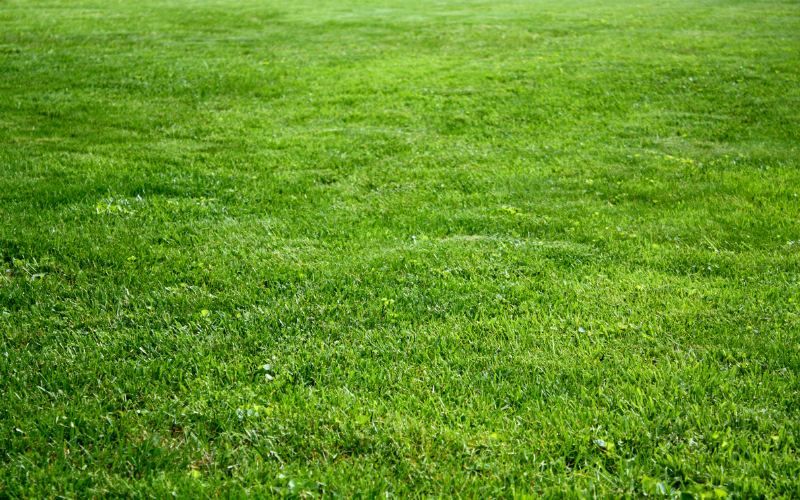 High traffic sod option for a Long Island lawn with kids pets and everyday use