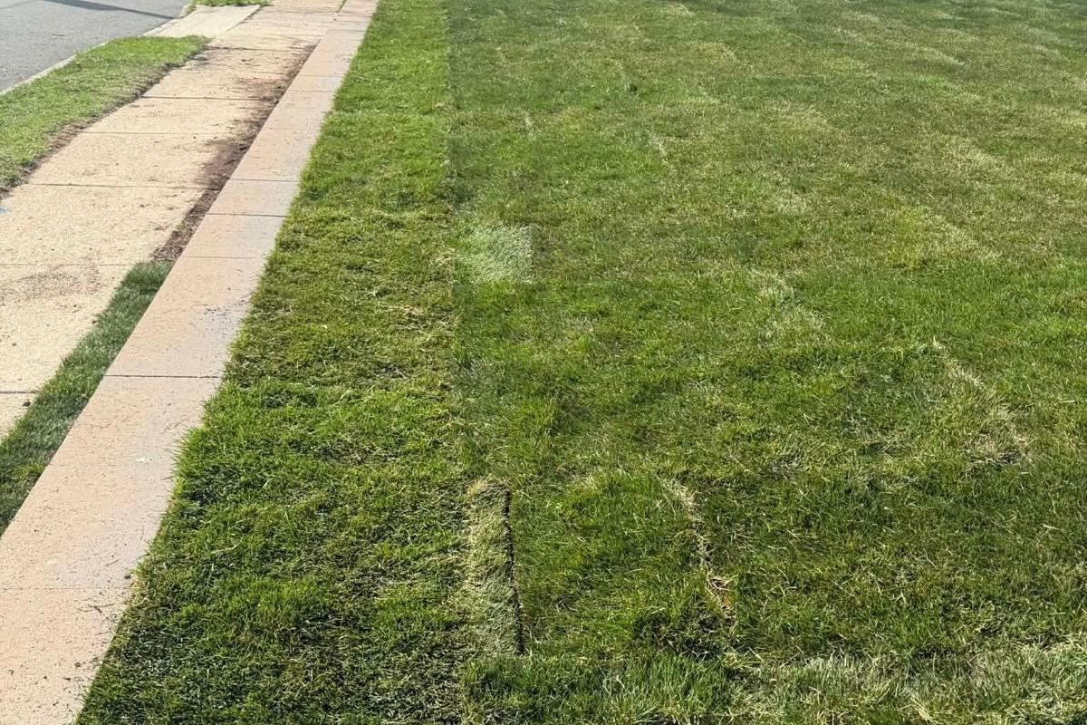 Finished Long Island sod installation lawn showing established turf along a sidewalk after sod replacement.