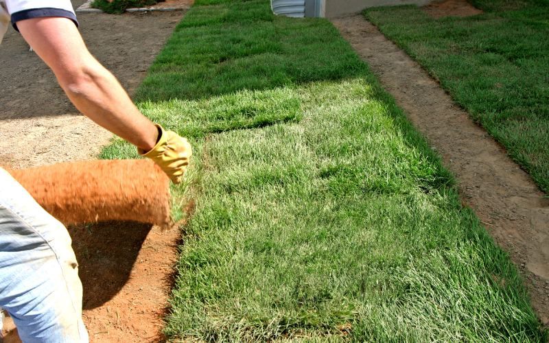Long Island sod company completing a local lawn replacement project