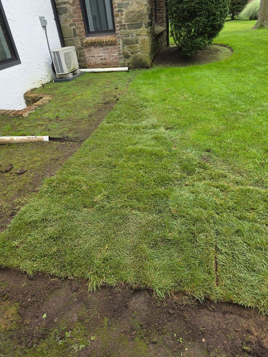Fresh Long Island sod installation beside a home showing new turf over prepared soil for a side-yard lawn project.