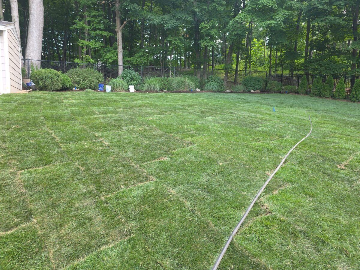 Sod vs. Seed: Real Cost & Time Comparisons for Long Islanders